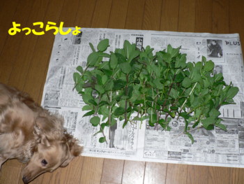よっこらしょ.JPG