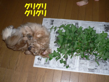 グリグリ.JPG