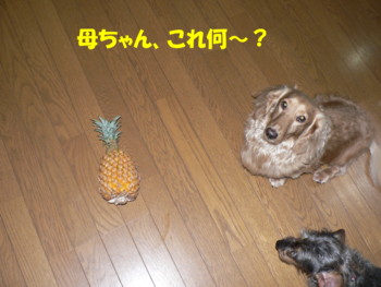 母ちゃん、これなに？.JPG