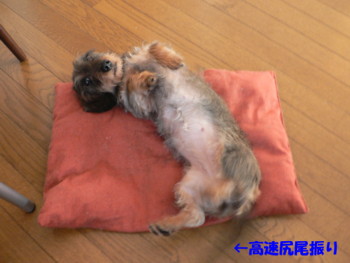 高速尻尾振り.JPG