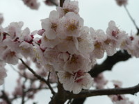 中山寺２.JPG