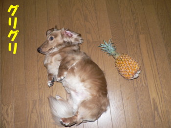 パイナップルにグリグリ.JPG