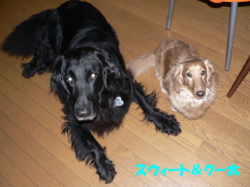 スウィ＆クー.JPG
