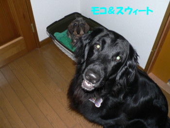 モコ＆スウィ.JPG