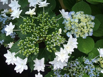 スミダノハナビ（隅田の花火）