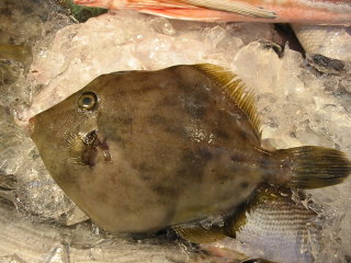 IMG_4368.jpg