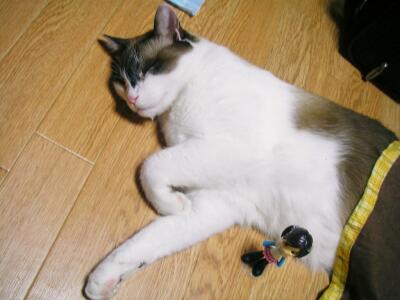 人間みたい（笑）