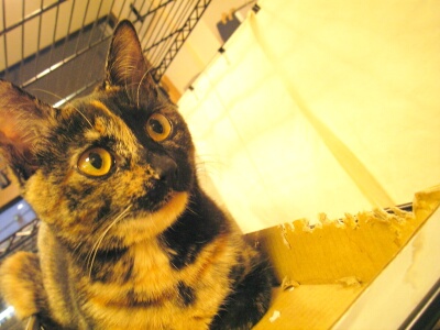 おすましあがり