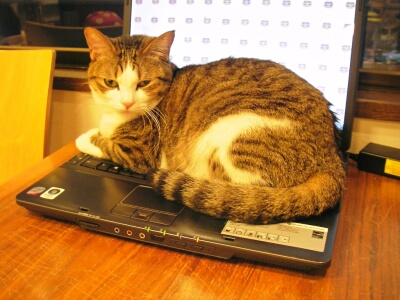 PC上のポッキー