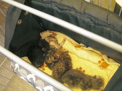 １０日前に生まれた仔猫！