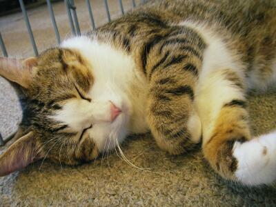 その仔猫の母親、ポッキー