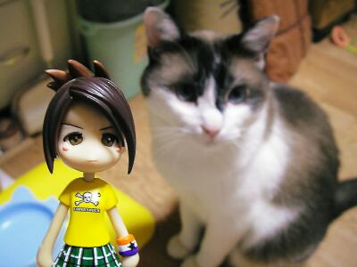 うちのにゃんこ、空ちゃんと翠