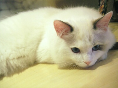 ラウルは青い目