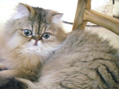 まともなぽんち