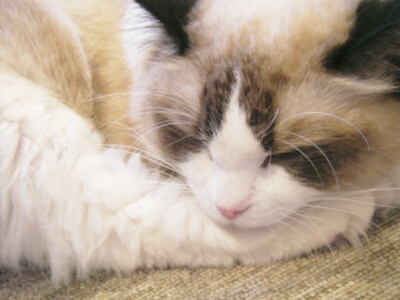 おねんねドリー