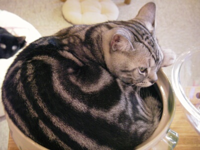 アンモニャイトなベン