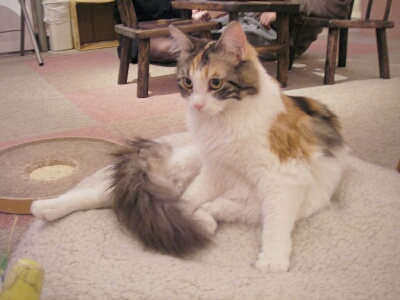 横座りアイルー