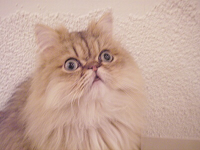 不思議っ子ぽんち