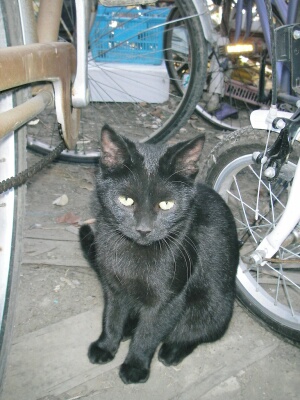 背景カオスですみません