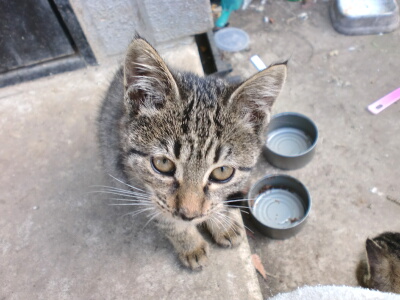 しましまその２