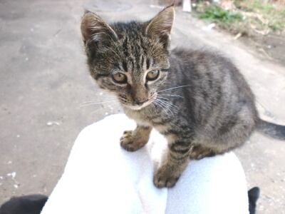 しましまその３