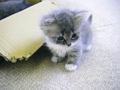 名前はまだない