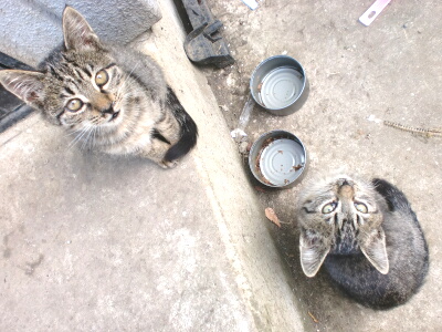 しましまその４