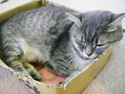 たんぽぽちゃん