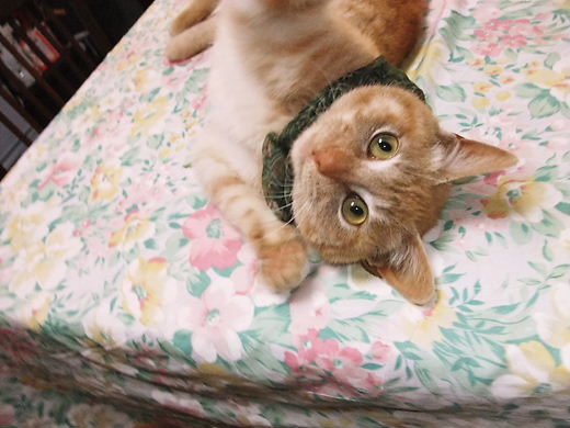 シュシュを首に巻いたニーニャン１　2011.02.20