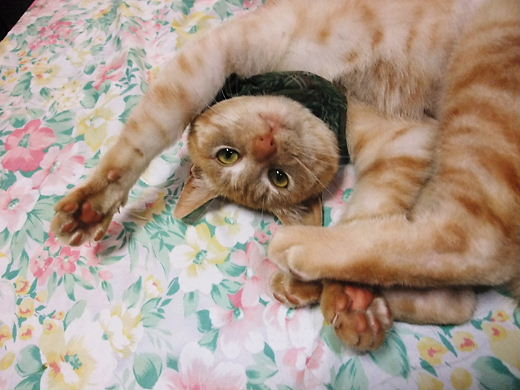 シュシュを首に巻いたニーニャン２　2011.02.20