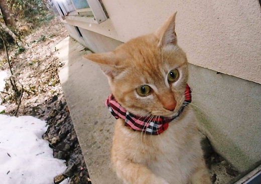 外に出ていたニーニャン　2011.02.26