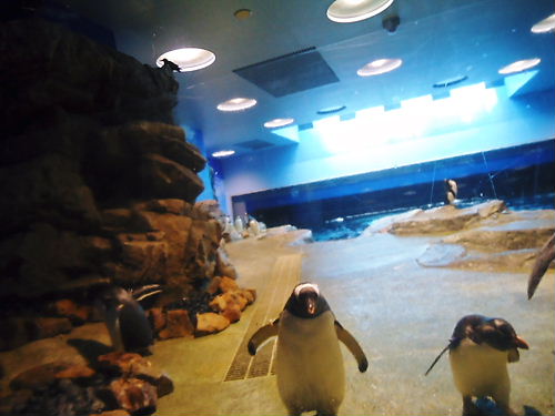 ペンギン１　2010.04.21