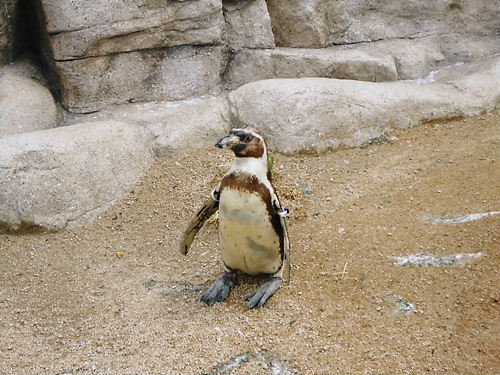 １羽のペンギン　2010.04.21