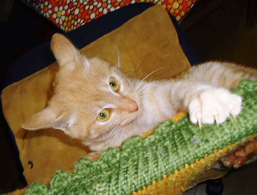 椅子の背もたれに登るニーニャン　2011.02.04