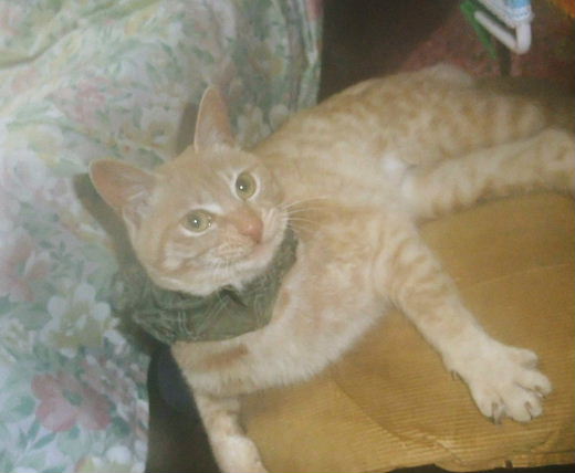 シュシュを首にしたニーニャン　2011.02.20