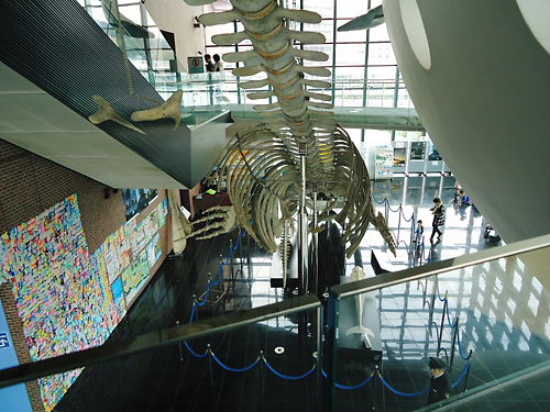 鯨の骨　2010.04.21