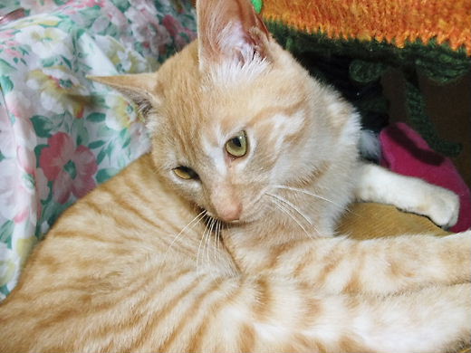 お利口さん？　2011.02.15