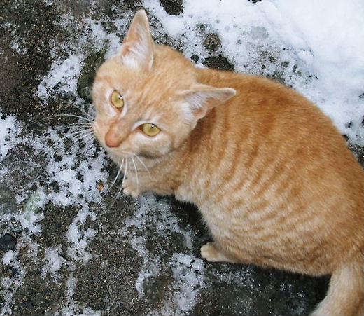 エルニーニョの写真　2011.01.02