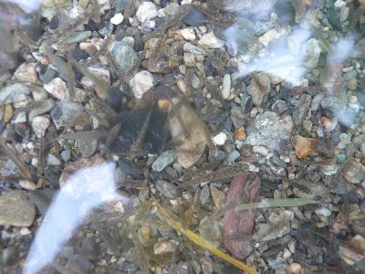 綺麗なとこに、おたまじゃくし、おいわか、えび。。。