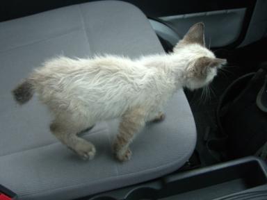 毛玉ちゃん車内１