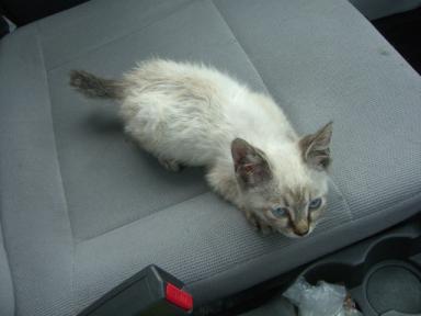 毛玉ちゃん車内２