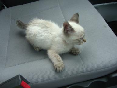 毛玉ちゃん車内３