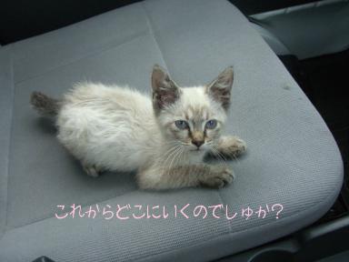 毛玉ちゃん車内５