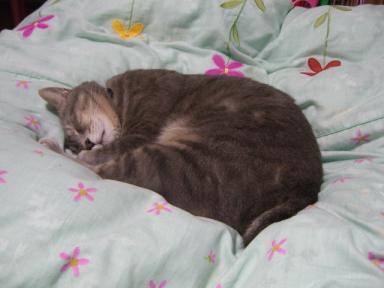 かぁちゃんのお布団、去年と違うﾆｬ