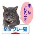 Ｍｉｘグレー猫