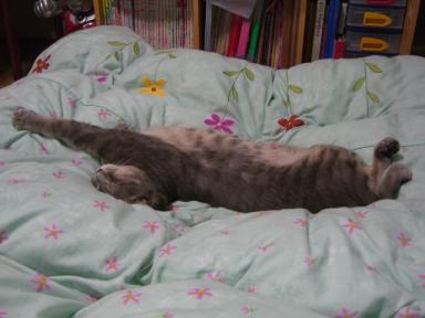 お布団乗っ取り～！