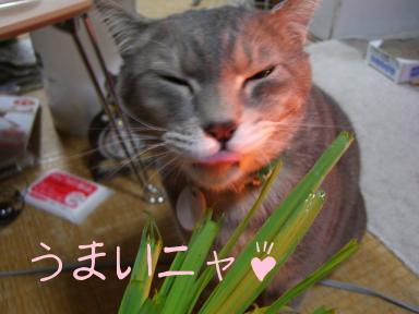 うまいニャ♪