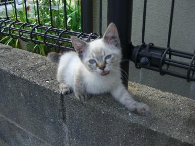 毛玉ちゃん♪ちょっと変顔