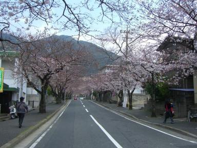 桜並木（上り）