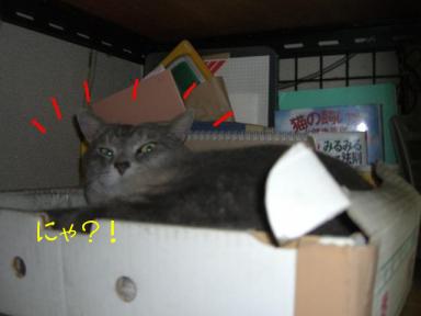 コッソリ昼寝？